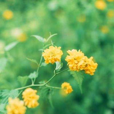 校花的贴身高手天阶岛ol手游下载